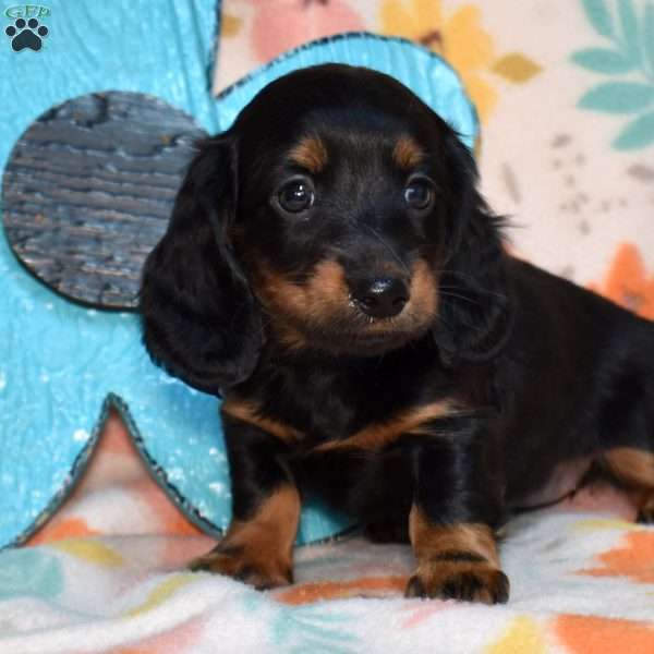 Truffles, Dachshund Puppy